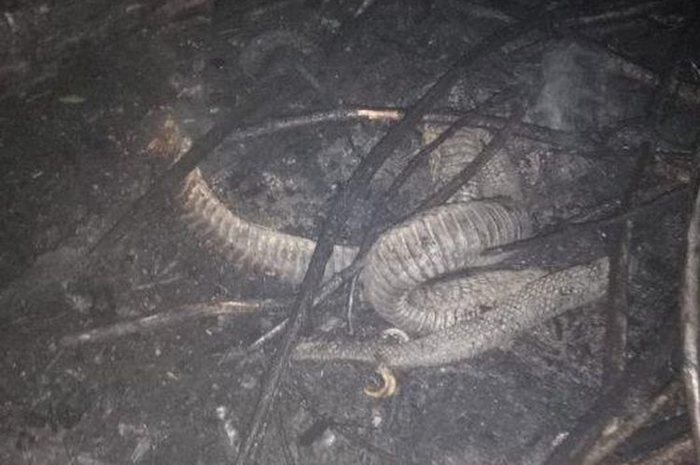 TNI menemukan ular terbakar yang dianggap memiliki kaki di lokasi karhutla di Desa Sekip Hilir, Kecamatan Rengat, Kabupaten Inhu, Riau, Rabu (18/9/2019). Ahli ular LIPI tegaskan, itu bukan kaki.
