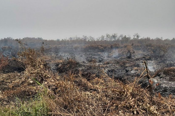Lahan gambut hangus terbakar menjadi pemandangan yang kerap tampak di tepi kiri-kanan jalan di Palangkaraya pada musim kemarau 