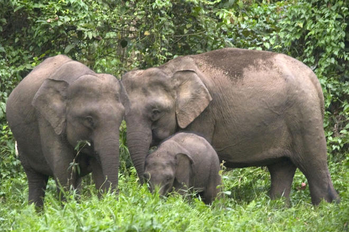 Seekor gajah kerdil yang terancam punah telah ditemukan mati mengenaskan dan tubuhnya diikat ke pohon.