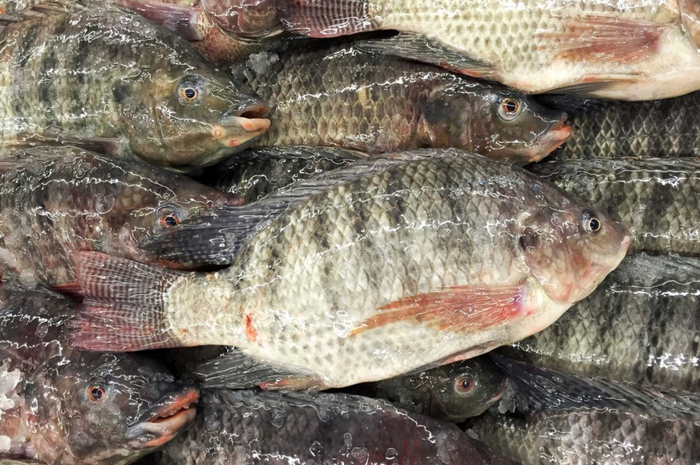5 Alasan Ikan Mujair Tidak Baik Bagi Kesehatan, Salah Satunya Disebut Bisa Jadi Pemicu Kanker