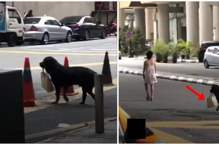 Seorang cewek di Malaysia yang manfaatin anjingnya buat bawain tas