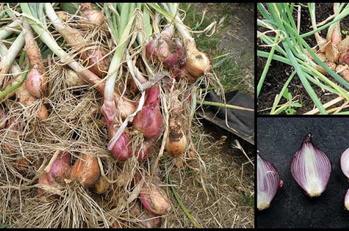 Tidak hanya populer karena penggunaannya dalam dunia kuliner, bawang merah juga sangat bagus untuk menangani berbagai masalah kesehatan.