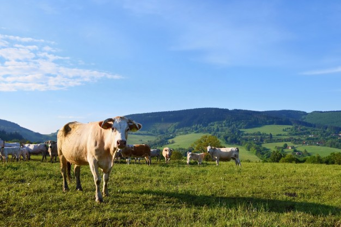 Qurban online di aplikasi bisa menjadi pilihan tepat selama PPKM