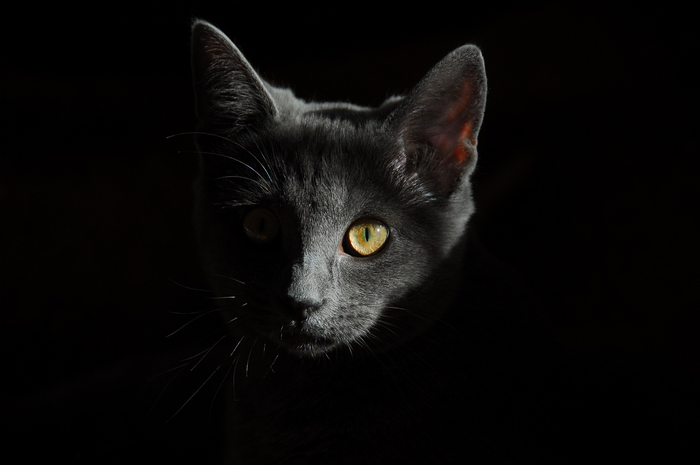Ilustrasi kucing