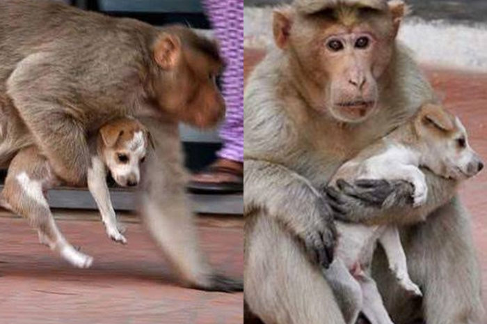 Akun berita lokal tampaknya melaporkan bahwa pejabat departemen kehutanan telah mengambil alih anak anjing tersebut.
