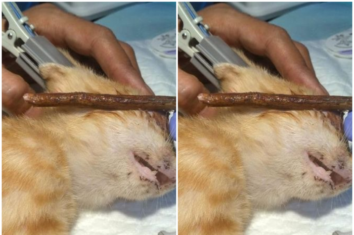 Peristiwa ini membuat masyarakat dunia maya menjadi geger dengan kasus penganiayaan hewan, dalam hal ini adalah kucing.