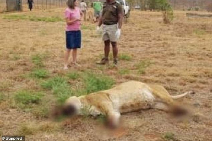 Singa-singa kebanggan di Afrika Selatan telah disembelih oleh pemburu liar dan bagian tubuhnya dipotong untuk dijual.