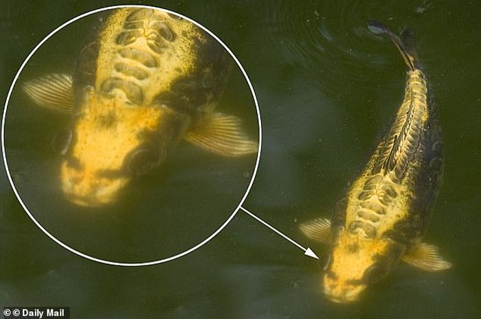 Ikan 'berwajah manusia'
