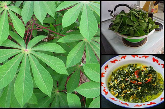 Daun ini kaya akan vitamin A & B1, serat, protein, karbohidrat, dan asam amino esensial yang membuatnya sangat penting dalam dunia kesehatan.