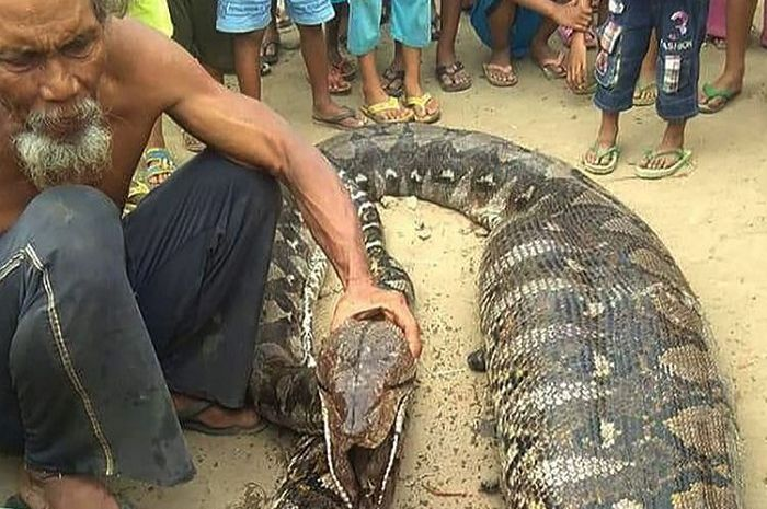 Warga Desa Bandar Agung, Kecamatan Pasemah Air Keruh, Sumatera Selatan lihat seekor ular piton dengan kondisi perut membesar.
