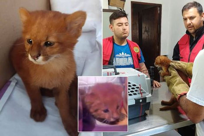 Florencia bahkan juga berbagi tempat tidur dengan hewan peliharaannya dan tidak pernah curiga bahwa hewan itu sebenarnya bukanlah kucing.