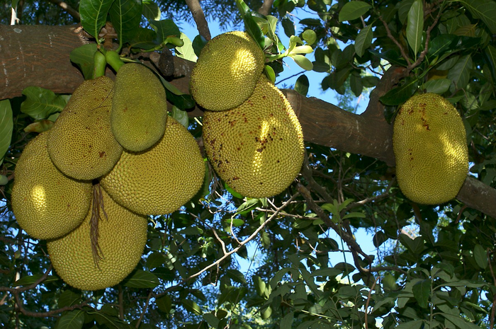 Mungkin Anda tidak tahu bahwa ada bagian lain dari pohon nangka yang sebenarnya bermanfaat untuk kesehatan kita.