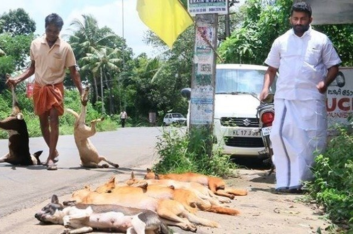 Kisah sedih seorang 'pembunuh anjing' yang mendapati anaknya menjadi pembayar dosanya dan akhirnya sudah meninggal