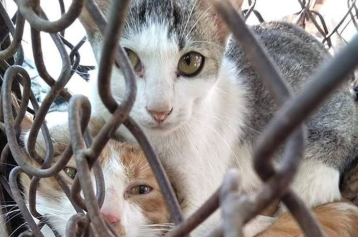 Pernahkah Anda sadari, selama ini tidak pernah menemukan bangkai kucing, kecuali kucing itu mati tertabrak atau peliharaan.