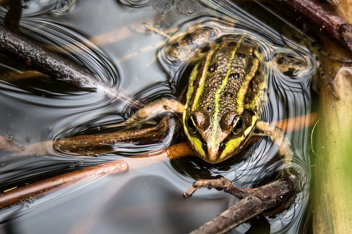 Ilustrasi katak