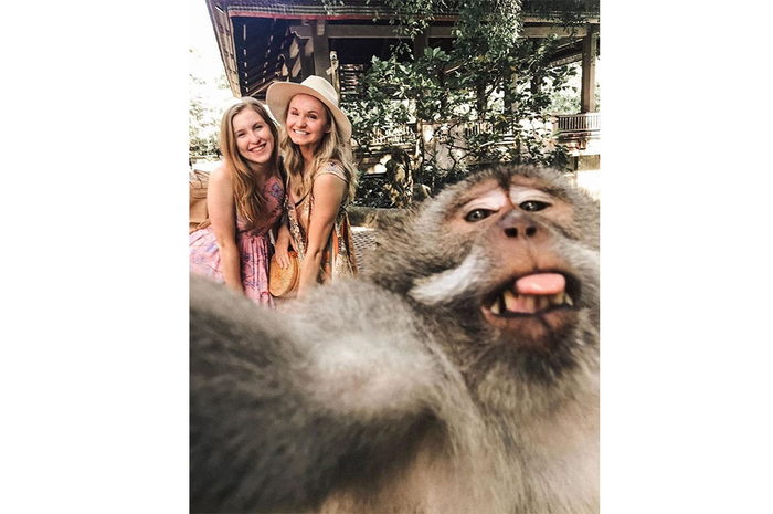 Selfie bersama monyet di Bali