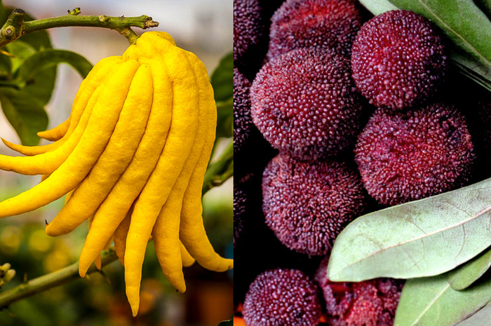Buah dengan bentuk aneh, tapi keren