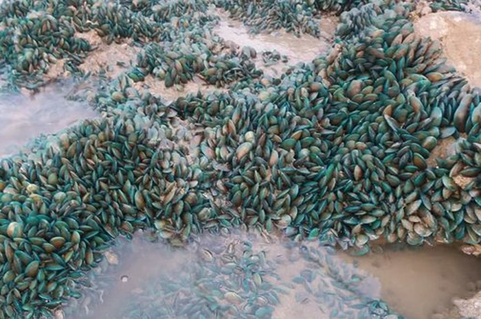 kerang hijau muncul lagi di pantai karawang, tetapi konsumsinya sudah dibatasi karena ternyata menjadi penyebab kanker