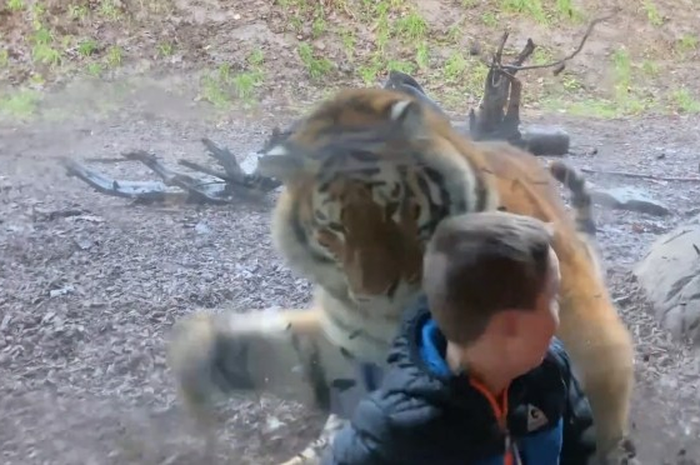 Gara-gara reaksinya saat anaknya 'diserang' oleh seekor harimau, orangtua anak ini 'diserang' habis-habisan oleh warganet.
