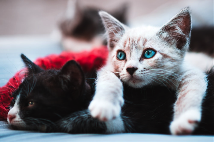 Kucing