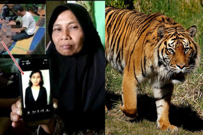Seorang wanita tewas diterkam harimau