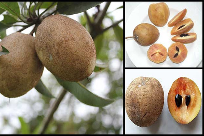 Tahukah Anda apa saja manfaat sawo bagi kesehatan dan kecantikan?

Buah sawo memiliki aroma manis dengan kulitnya yang coklat dan dagingnya yang tak kalah manis.