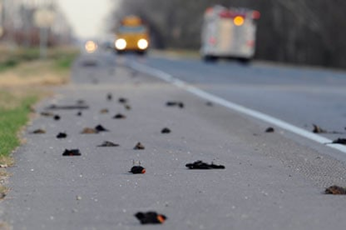 Sekitar 500 burung hitam dan burung jalak bersayap merah telah ditemukan mati di Louisiana, Amerika Serikat.
