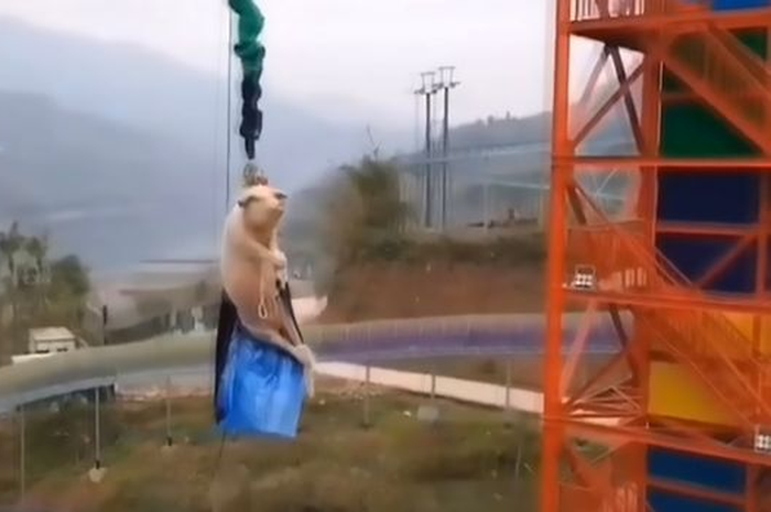 Babi dipaksa bungee jumping.