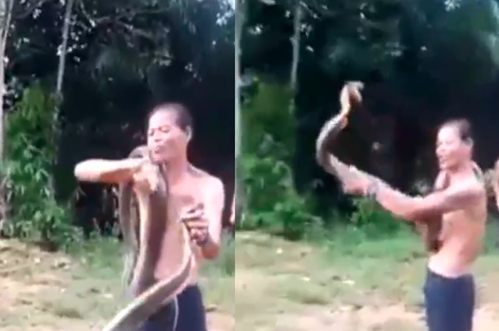 Pawang ular bermain dengan ular king cobra miliknya sendiri dan akhinya meninggal dunia, Minggu (26/01/2020).
