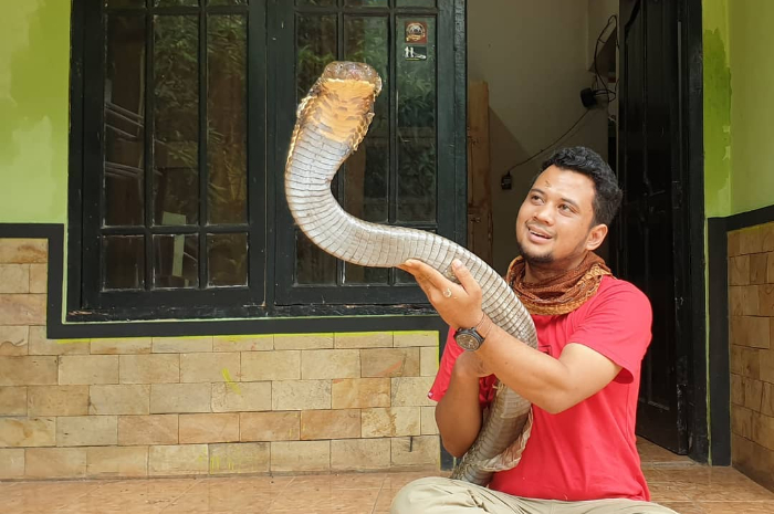 Panji Petualang akan lepaskan ular king kobra peliharaannya, Garaga. Kenapa?