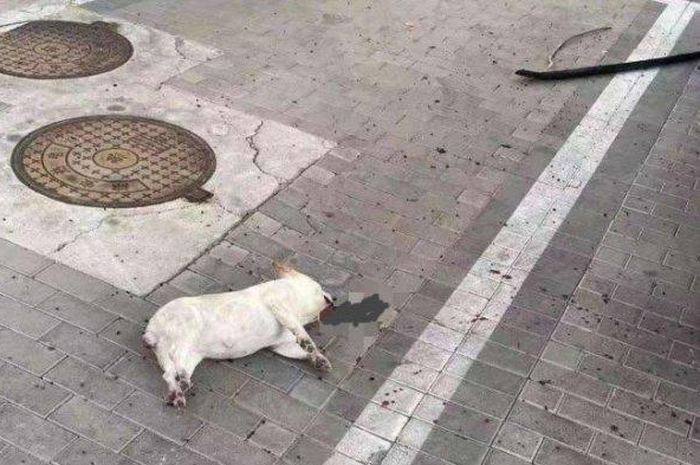 Anjing mati setelah dilempar oleh pemilknya yang takut wabah virus corona.