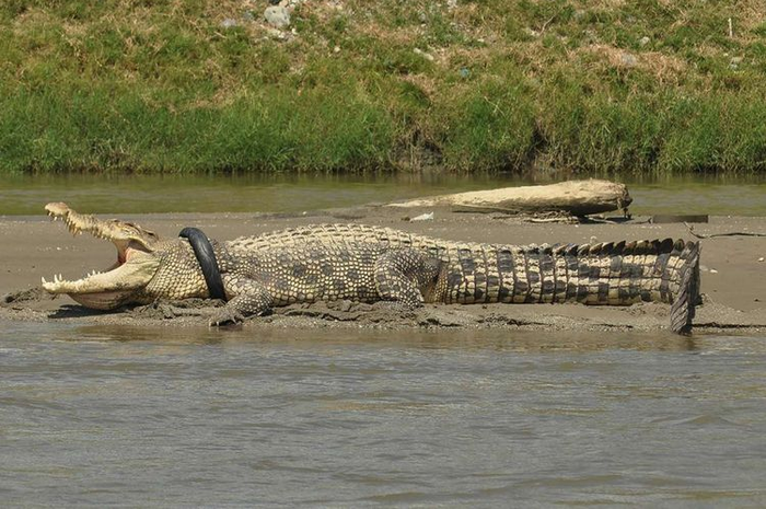 Seekor buaya muara dengan ban yang menjerat lehernya terlihat di sungai Kota Palu, Selasa (20-9-2016) dan hingga kini berbagai pihak berusaha melepaskannya dari jeratan ban