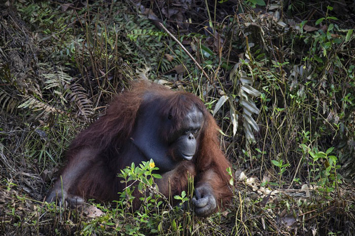 Orangutan yang mengulurkan tangan untuk memberi bantuan kepada penjaga hutan