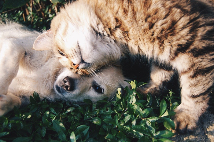 Anjing dan kucing
