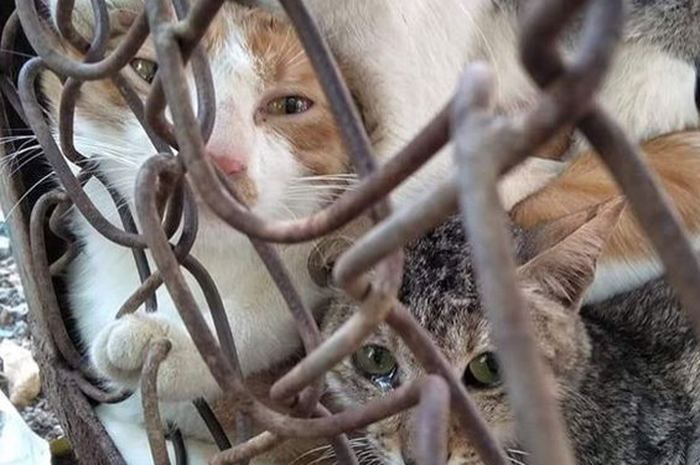 Tukang daging di China Dituduh Merebus Kucing Hidup-hidup