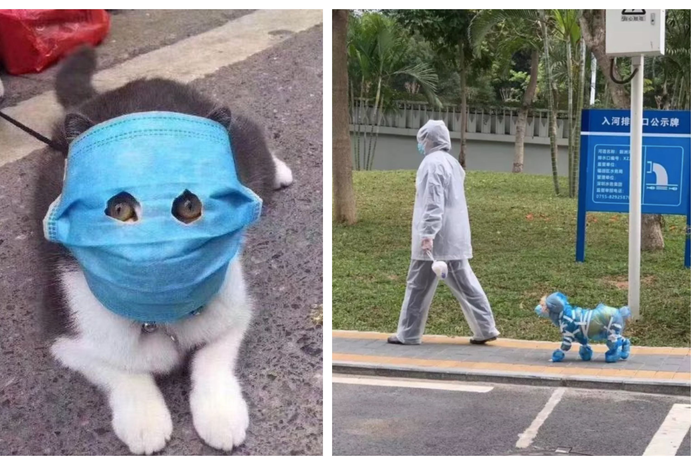 Menggunakan masker adalah salah satu cara yang disarankan untuk melindungi diri dari infeksi virus corona. Bagaimana jika yang mengenakannya kucing?