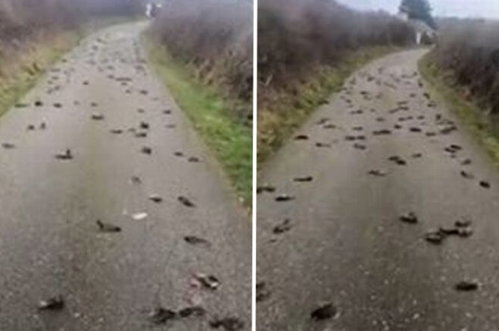 Ratusan burung di pedesaan daerah Wales yang tiba-tiba mati dan jatuh dalam kondisi berlumuran darah.