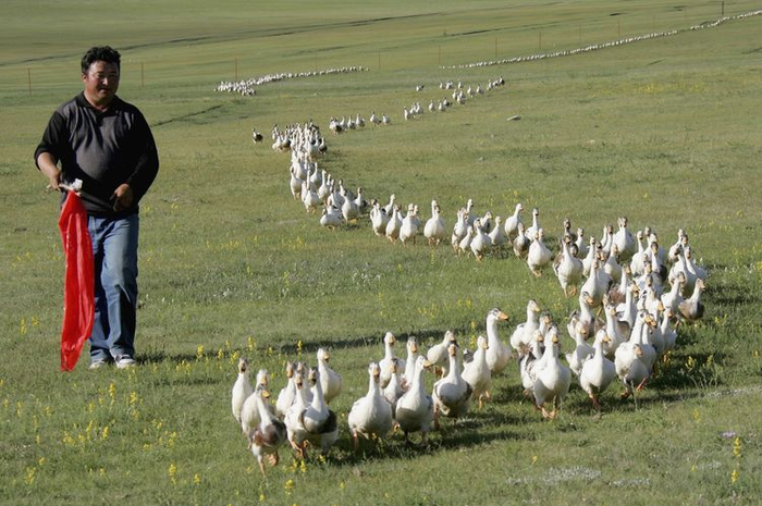 Seorang pria di Cina menggiring bebek-bebeknya