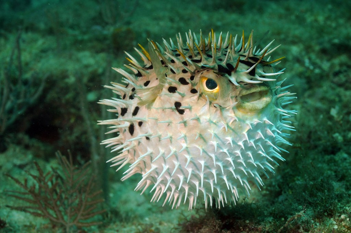 Ikan Buntal