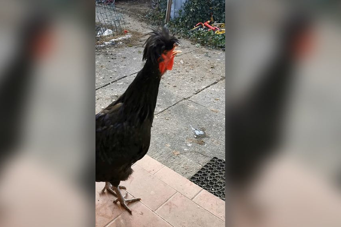 Klobesen, ayam jago dengan suara growl death metal