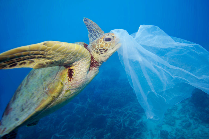 Penyu mengira bau sampah plastik seperti makanan