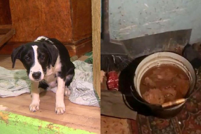 pasangan ini tega membunuh dan pukuli anjing yang baru saja diadopsi hinga tega memasak dan memakan dagingnya