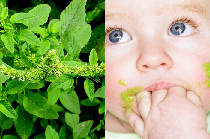 Manfaat bayam duri untuk bayi, antara lain: mudah dicerna, kurangi anemia, antioksidan tinggi, miliki antiinflamasi, pereda nyeri.