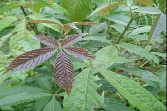 Daun laban mendadak viral setelah disebut mampu obati virus corona (Covid-19).