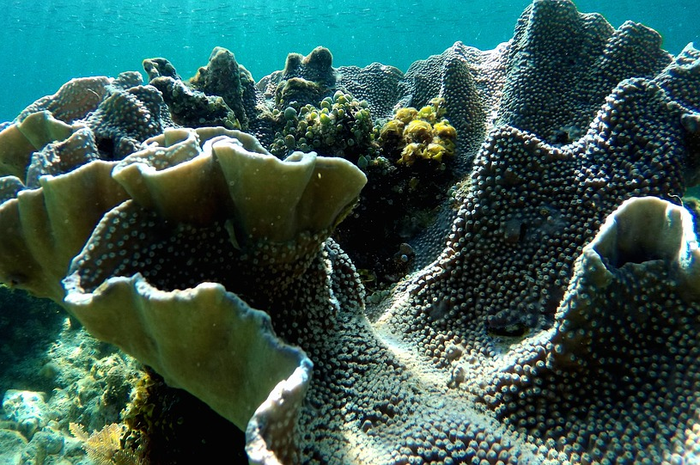 Virus-virus sulit dipahami. Sebuah tim penelitian  menyebutkan bahwa banyak virus yang dimangsa oleh beberapa hewan di laut