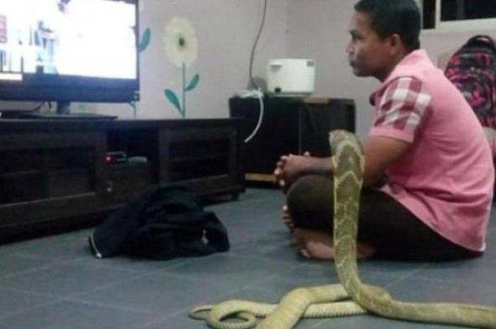 Percaya Itu Sosok Pacarnya yang Meninggal Hidup Kembali, Pria Ini Nikahi Ular Cobra Sepanjang 10 Kaki