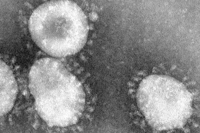 Virus corona saat dilihat menggunakan mikroskop