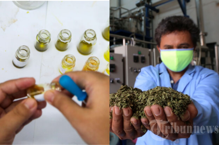 Kabar Gembira, LIPI Temukan Obat Herbal Untuk Sembuhkan dan Hambat Pertumbuhan Virus Corona dari 2 Bahan Ini, Begini Perkembangannya!