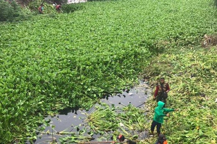 Tuliskan Tahap Awal Eceng Gondok untuk Dapat Menjadi Bahan Baku Kerajinan! Jawaban Soal Pesona di Balik Eceng Gondok TVRI Jumat 15 Mei 2020