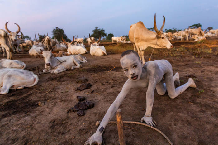Suku mundari mengambil kotoran sapi.